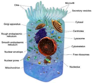  Ilustración: Diagrama de una típica célula animal, lo que demuestra que no es nada sencillo.
